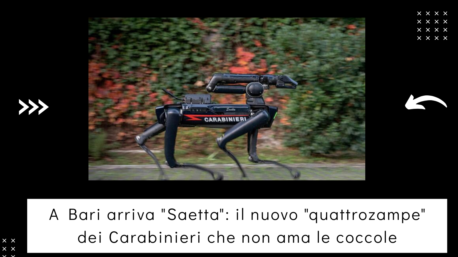 A Bari arriva "Saetta": il nuovo "quattrozampe" dei Carabinieri che non ama le coccole(ILB)